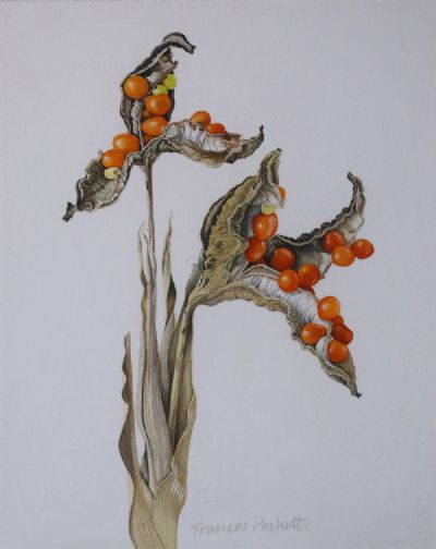 STUDY, SEEDPOD - IRIS FOETIDISSIMA by Frances Poskitt sold for €240 at deVeres Auctions