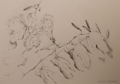 BAUNINIA IN BUD by Patricia Jorgensen  at deVeres Auctions