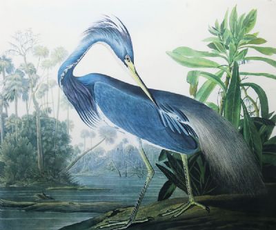 LOUISIANA HERON by Robert Havell  at deVeres Auctions