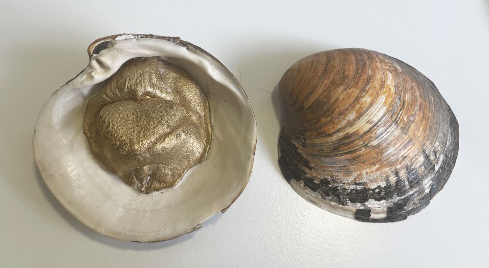 SEA SHELLS by Dorothy Cross  at deVeres Auctions