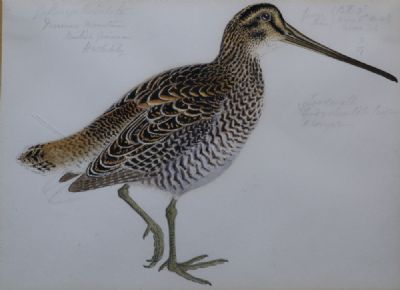 WOODCOCK, GUYANA by H. Whitely  at deVeres Auctions